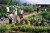 体験農園
